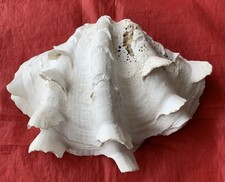 Large clam seashell for sale  GODALMING