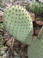 Talea opuntia microdasys usato  Caronia