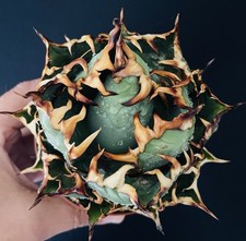 Magnifique agave titanota d'occasion  Aire-sur-l'Adour