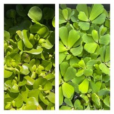 Combo plant water for sale  Long Beach