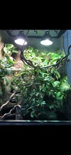Regenwaldterrarium glas beregn gebraucht kaufen  Simmelsdorf