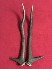 Pair red deer for sale  DUNDEE