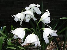 Crinum Lily, Jagus Scillafolia, bombilla de tamaño mediano, NUEVO, raro, aroma a vainilla segunda mano  Embacar hacia Mexico