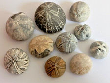 Seeigel fossilien echinocorys gebraucht kaufen  Schwerin