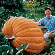 Pumpkin dills atlantic for sale  SALISBURY
