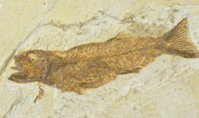 Mioplosus aspiration fossil for sale  Salt Lake City
