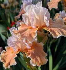 Magharee iris rhizome d'occasion  Expédié en Belgium