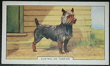 Australian terrier vintage for sale  DERBY