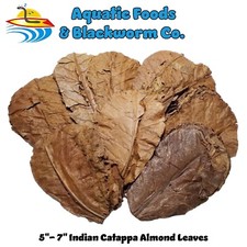 250 indian catappa for sale  Fresno
