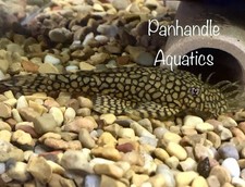 Mature male ancistrus d'occasion  Expédié en Belgium