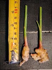 Organic ginger well for sale  FELTHAM