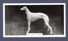 Greyhound lady lelant for sale  KEIGHLEY
