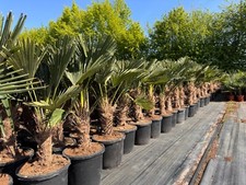 Trachycarpus wagnerianus freil gebraucht kaufen  Ellerhoop