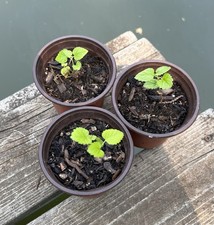 Black mulberry everbearing for sale  Lake Zurich