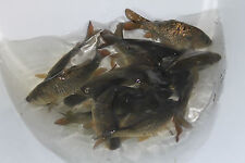 Mirror carp 5cm for sale  ILKESTON