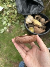 Live Invertebrates for sale Live Invertebrates for sale BARNET
