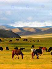 Horses grazing grassland for sale  EDINBURGH