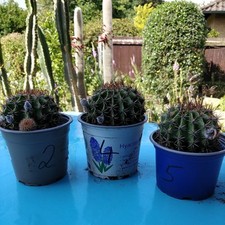 Echinopsis hybride blühfreudi gebraucht kaufen  Wedemark