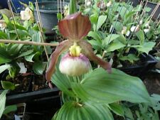 Cypripedium hans erni gebraucht kaufen  Pinneberg