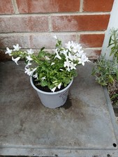 campanula for sale campanula for sale SOUTHAMPTON