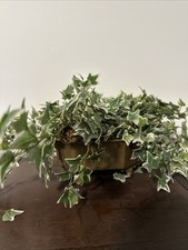 ivy fake plant for sale  Franklin