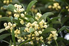 Australian blackwood tree for sale  Massillon