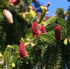 Picea abies abete usato  Napoli