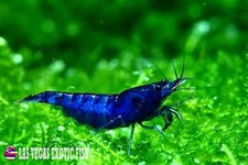 Blue dream shrimp for sale  Henderson