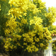 Acacia decurrens tree for sale  Oakland Gardens