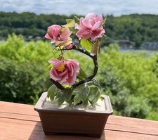 Vintage shohin bonsai for sale  Hancock