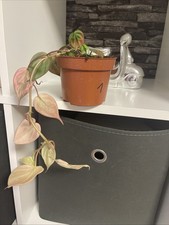 Philodendron scandes micans gebraucht kaufen  Dortmund