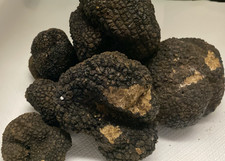 Tartufo nero estivo usato  Decollatura