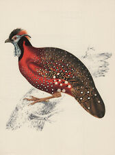 Satyrtragopan impression coule d'occasion  Expédié en France