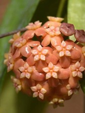 Hoya neo ebudica usato  Massa di Somma