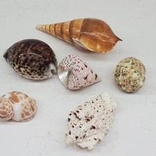 Vintage sea shells for sale  Manassas