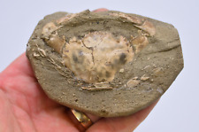 Amazing fossil crab for sale  UK