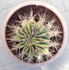 Echinocactus ingens old usato  Napoli