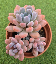 Pachyveria clavifolia large for sale  UK