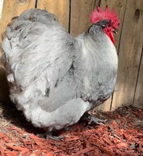 Lavender english orpington for sale  Southaven
