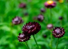 Strawflower blackberry wine for sale  RUISLIP