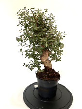 bonsai rohling gebraucht kaufen  Böhl-Iggelheim