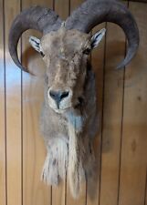 Trophy ram aoudad for sale  Blacksburg