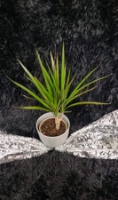 Drachenbaum dracaena cm gebraucht kaufen Drachenbaum dracaena cm gebraucht kaufen  Wasungen