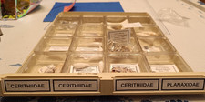 Lot coquillages cerithiiadae d'occasion  Monistrol-sur-Loire