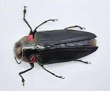 Buprestidae belionota 20 gebraucht kaufen  Wadern