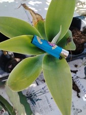 Agave attenuata agave usato  Siculiana