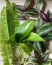 Houseplants plants rooted for sale  Tampa