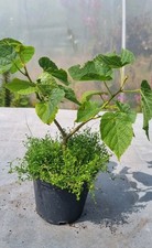 Linden prebonsai lindenbaum gebraucht kaufen  Solingen