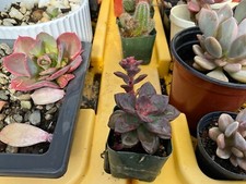 Echeveria chroma live for sale  Manteca