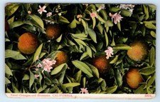 Naval oranges blossoms for sale  Foresthill